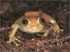 [xLR8 Frogs 2004 Box Calendar] 095 Glass frog - Hyla sp.