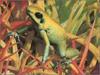[xLR8 Frogs 2004 Box Calendar] 097 Golden poison frog - Phyllobates terribilis