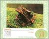 [xLR8 Frogs 2004 Box Calendar] 100 Horn frog - Hemiphractus johnsoni