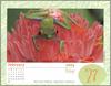[xLR8 Frogs 2004 Box Calendar] 108 Red-eyed treefrog - Agalychnis callidryas