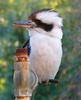 kookaburra 1of 5