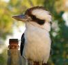 kookaburra 2 of 5