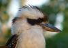 kookaburra 3 of 5