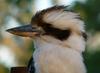 kookaburra 4 of 5