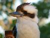 kookaburra 5 of 5