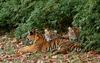 Young Sumatran Tigers (Panthera tigris sumatrae)