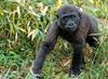 Juvenile Western Lowland Gorilla (Gorilla gorilla gorilla)