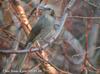 직박구리 Ixos amaurotis (Brown-eared Bulbul)