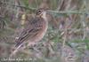 큰밭종다리 Anthus richardi (Richard's Pipit)