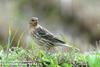 붉은가슴밭종다리 Anthus cervinus (Red-throated Pipit)