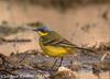 북방긴발톱할미새 Motacilla flava macronyx (Yellow Wagtail)