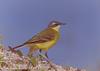 흰눈썹긴발톱할미새 Motacilla flava simillima (Yellow Wagtail)