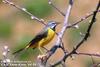 노랑할미새 Motacilla cinerea (Gray Wagtail)