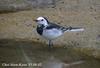 알락할미새 Motacilla alba leucopsis (White-faced Wagtail)