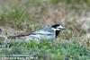 검은턱할미새 Motacilla alba ocularis (White Wagtail)