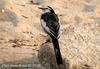 백할미새 Motacilla lugens (Black-backed Wagtail)