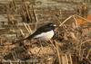 검은등할미새 Motacilla grandis (Japanese Wagtail)