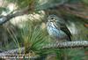 힝둥새 Anthus hodgsoni (Olive-backed Pipit)