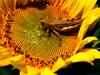 [Gallery CD01] Grasshopper Pad, Clatonia, Nebraska