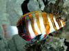 [Gallery CD01] Harlequin Turkfish, Western Pacific