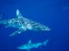[Gallery CD01] Grey Shark, Hawaii