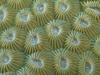 [Gallery CD01] Hard Coral Polyps, Taveuni, Fiji