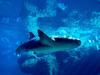 [Gallery CD01] Shark, Harmless Unless Provoked