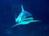 [Gallery CD01] Shark, Head To Head