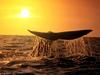 [Gallery CD01] Whale Fluke, Heading North California