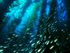 [Gallery CD01] Jack Mackerel, Kelp Forest, San Clemente Island, California