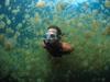 [Gallery CD01] Jellyfish Lake, Palau, Micronesia