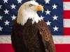 [Gallery CD01] Bald Eagle