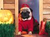 [Gallery CD01] Pug, Little Devil
