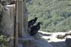 California condor juveniles (Gymnogyps californianus)