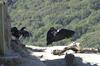 California condor juveniles (Gymnogyps californianus)