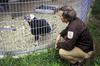 California condor (Gymnogyps californianus)