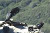 California condor juveniles (Gymnogyps californianus)