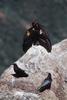 Ravens & California condors (Gymnogyps californianus)