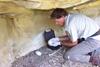 California condor eggs (Gymnogyps californianus)