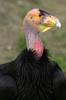 California condor (Gymnogyps californianus)