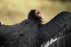 California condor (Gymnogyps californianus)