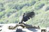 California condor (Gymnogyps californianus)