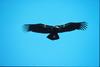 California condor juvenile in flight (Gymnogyps californianus)