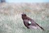 California condor juvenile (Gymnogyps californianus)