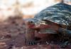 Desert Tortoise (Gopherus agassizii)