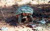 Desert Tortoise (Gopherus agassizii)