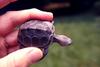 young Diamondback Terrapin (Malaclemys terrapin)