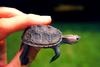 young Diamondback Terrapin (Malaclemys terrapin)