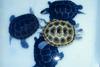 Diamondback Terrapins (Malaclemys terrapin)