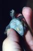 Diamondback Terrapin baby (Malaclemys terrapin)